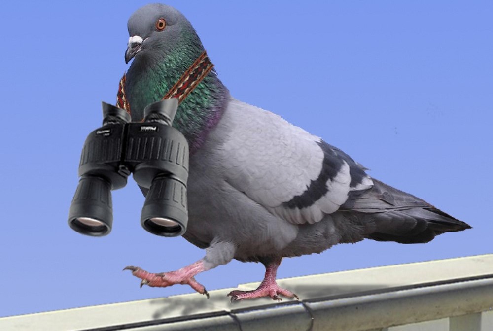 Spy-Pigeon